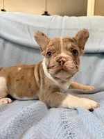 Jabba - AKC Registered, a male French Bulldog for sale in New London, NC – 1 of 9