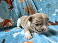 Jabba, a male French Bulldog for sale in New London, NC – 3 of 10