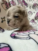 Leia, a female French Bulldog for sale in New London, NC – 1 of 9