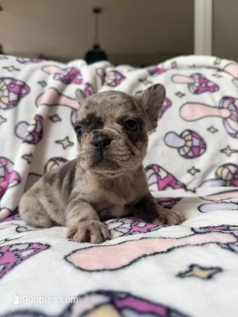 Rey – French Bulldog puppy for sale in New London, NC