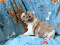 Jabba, a male French Bulldog for sale in New London, NC – 7 of 10