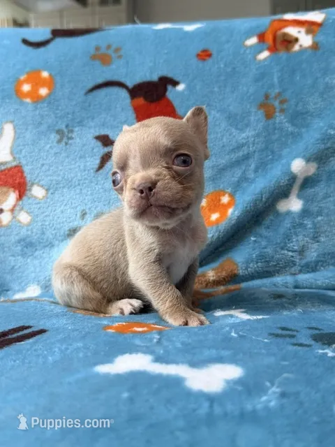 Grogu – French Bulldog puppy for sale in New London, NC