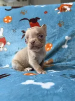 Grogu, a male French Bulldog for sale in New London, NC – 1 of 10