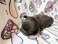Yoda, a female French Bulldog for sale in New London, NC – 3 of 10