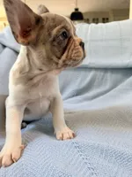 Chewie - AKC Registered, a male French Bulldog for sale in New London, NC – 10 of 10