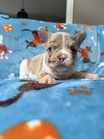Jabba, a male French Bulldog for sale in New London, NC – 4 of 9