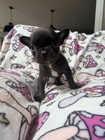 Yoda, a female French Bulldog for sale in New London, NC – 7 of 10