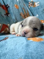 Chewie, a male French Bulldog for sale in New London, NC – 10 of 10