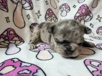 Rey, a female French Bulldog for sale in New London, NC – 6 of 10