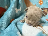 Grogu, a male French Bulldog for sale in New London, NC – 5 of 9