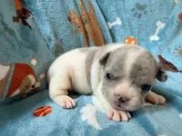 Chewie, a male French Bulldog for sale in New London, NC – 6 of 10