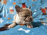 Jabba, a male French Bulldog for sale in New London, NC – 3 of 9