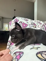 Yoda, a female French Bulldog for sale in New London, NC – 6 of 10