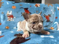 Jabba, a male French Bulldog for sale in New London, NC – 7 of 9