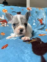 Chewie, a male French Bulldog for sale in New London, NC – 5 of 10