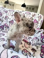 Leia - AKC Registered, a female French Bulldog for sale in New London, NC – 10 of 10