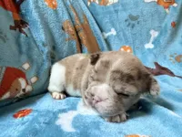 Jabba, a male French Bulldog for sale in New London, NC – 4 of 10