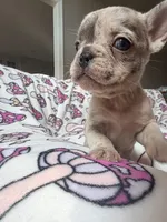 Leia, a female French Bulldog for sale in New London, NC – 5 of 10