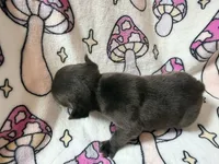 Yoda, a female French Bulldog for sale in New London, NC – 9 of 10