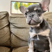 Periwinkle, a female French Bulldog for sale in New London, NC – Photo 2 of 10