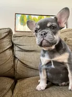 Periwinkle, a female French Bulldog for sale in New London, NC – Photo 2 of 10