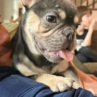 Periwinkle, a female French Bulldog for sale in New London, NC – Photo 5 of 10