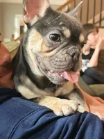 Periwinkle, a female French Bulldog for sale in New London, NC – Photo 5 of 10