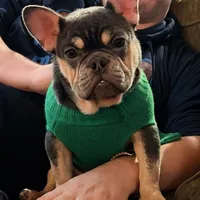 Periwinkle, a female French Bulldog for sale in New London, NC – Photo 4 of 10