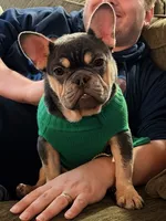 Periwinkle, a female French Bulldog for sale in New London, NC – Photo 4 of 10