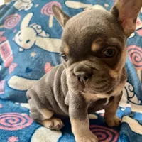 Periwinkle, a female French Bulldog for sale in New London, NC – Photo 7 of 10