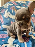 Periwinkle, a female French Bulldog for sale in New London, NC – Photo 7 of 10