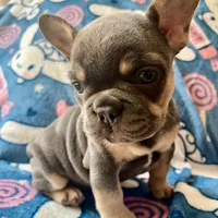 Periwinkle, a female French Bulldog for sale in New London, NC – Photo 10 of 10