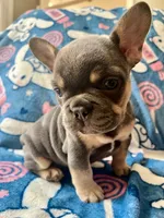 Periwinkle, a female French Bulldog for sale in New London, NC – Photo 10 of 10