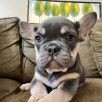 Periwinkle, a female French Bulldog for sale in New London, NC – Photo 1 of 10