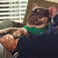 Periwinkle, a female French Bulldog for sale in New London, NC – Photo 6 of 10