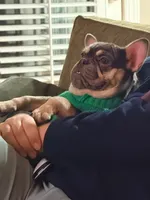 Periwinkle, a female French Bulldog for sale in New London, NC – Photo 6 of 10