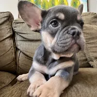 Periwinkle, a female French Bulldog for sale in New London, NC – Photo 3 of 10