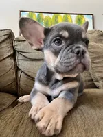 Periwinkle, a female French Bulldog for sale in New London, NC – Photo 3 of 10