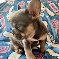 Periwinkle, a female French Bulldog for sale in New London, NC – Photo 8 of 10