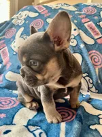 Periwinkle, a female French Bulldog for sale in New London, NC – Photo 8 of 10