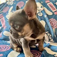 Periwinkle, a female French Bulldog for sale in New London, NC – Photo 9 of 10