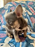 Periwinkle, a female French Bulldog for sale in New London, NC – Photo 9 of 10