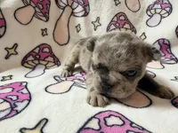 Rey, a female French Bulldog for sale in New London, NC – 4 of 10