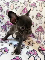Yoda - AKC Registered, a female French Bulldog for sale in New London, NC – 7 of 7