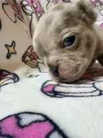 Leia, a female French Bulldog for sale in New London, NC – 7 of 9