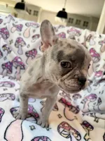 Leia - AKC Registered, a female French Bulldog for sale in New London, NC – 9 of 10