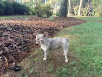 Pluto - AKC Registered, a female French Bulldog for sale in New London, NC – 2 of 6