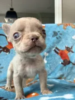 Grogu, a male French Bulldog for sale in New London, NC – 5 of 10