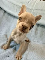 Grogu - AKC Registered, a male French Bulldog for sale in New London, NC – 3 of 10