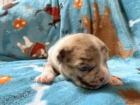 Jabba, a male French Bulldog for sale in New London, NC – 9 of 10